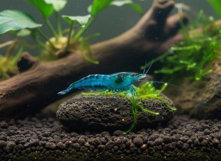 Neocaridina garnaal op een steen in een beplant aquarium met mos en kienhout