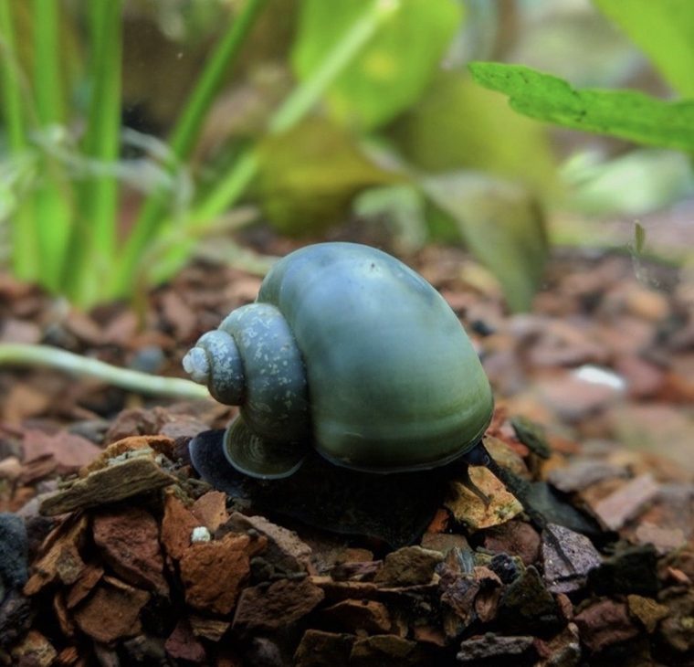 Blauwe appelslak (Pomacea bridgesii) met blauwglanzende schelp