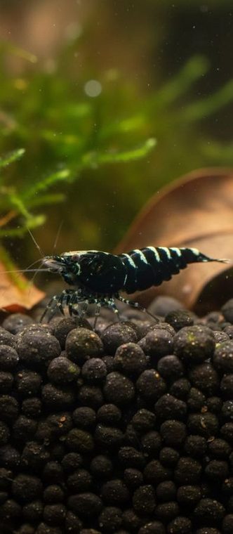 Galaxy Fishbone Black Garnaal — Caridina cantonensis