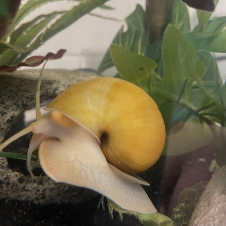 Gele appelslak (Pomacea bridgesii) met goudgele schelp