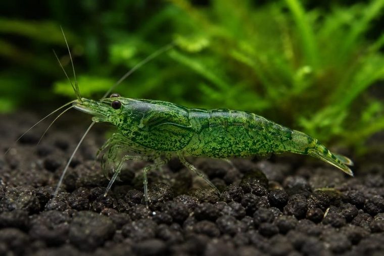 Green Jade Garnaal — Neocaridina davidi