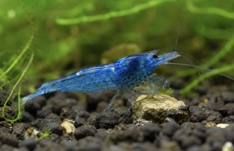 Blauwe Neocaridina garnaal
