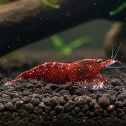 Rode Neocaridina garnaal