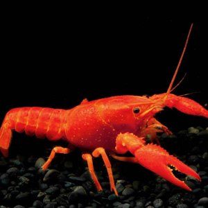 Neon Oranje Kreeft (Cherax sp.)