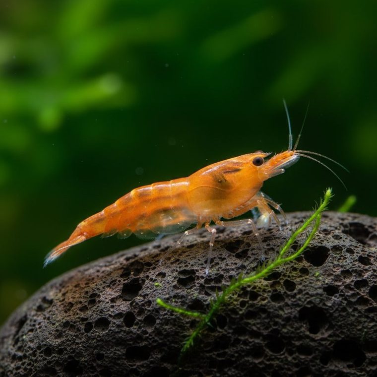 Oranje Rili Garnaal (Neocaridina davidi)