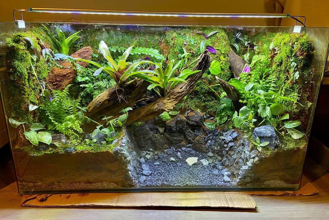 Paludarium voor vampierkrabben met mos, varens, hout en een grindbodem met ondiep water