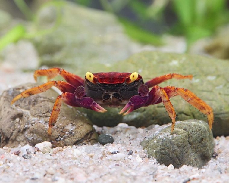 Volcano Vampierkrab (Geosesarma sp.)